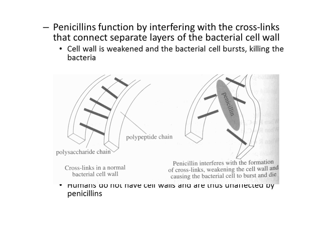 Penicillins function by interfering with the cross-links that connect separate layers of the bacterial